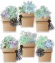Potted Succulents Cut-Outs