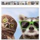 Go Wild Animals Straight Border Trim