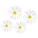 Daisies Dimensional Accent