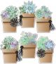 Potted Succulents Cut-Outs